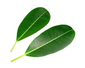 Obraz premium green leaf isolated on white background