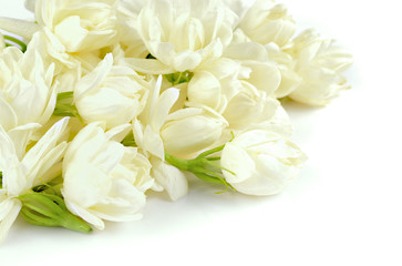 Beautiful white Jasmine flowers bloom