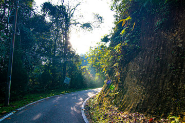 Fototapeta premium empty narrow road in the middle of tropical forest at Fraser Hill, Malaysia
