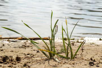 Obraz premium Gras am Badestrand