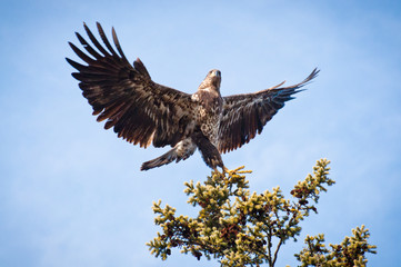 Juvenile Bald Eagle taking flight - Grand Marais Minnesota