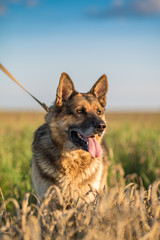 Portrait of a German Shepherd Dog on a leash close-up.