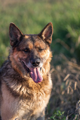 Closeup portrait of a German shepherd in the summer field.