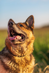Closeup portrait of a German shepherd in the summer field.