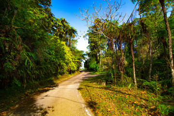 Fototapeta premium empty narrow road in the middle of tropical forest at Fraser Hill, Malaysia
