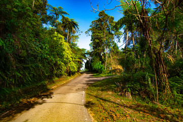 Fototapeta na wymiar empty narrow road in the middle of tropical forest at Fraser Hill, Malaysia