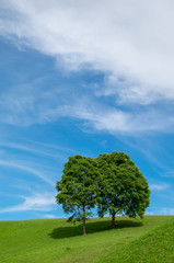 Fototapeta na wymiar Couple tree on green grass with blue sky.