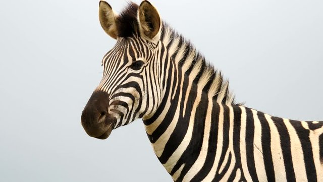 Closeup: Adult zebra stares into the distance, then turns head to look directly at camera, and blinks. Close up, head and shoulders against plain blue sky