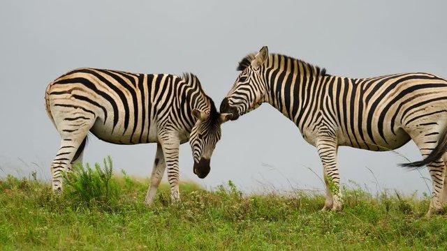 Slow motion: Two adult Burchell's Zebras fight, bite face, neck and ankles. Full body side view, standing on crest of hill against blue sky. Stallions spin around, kneel down and dance.