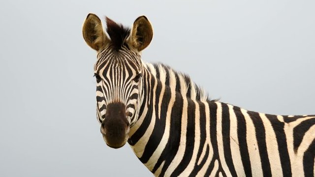 Slow motion: Portrait of one adult zebra, head only. Zebra looks directly at camera. Slow pan right to reveal striped pattern along back