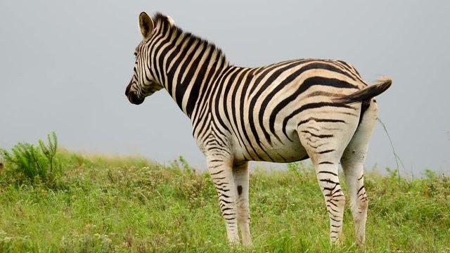 Slow motion: Adult Zebra standing in green grass field, defecates with tail raised. Full body, facing away, against dusty blue sky on a windy day in summer