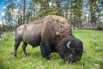 Bizon graze on the field at scenic Yellowstone National Park at summer © Nick Starichenko