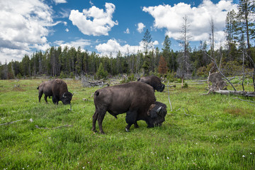 Bizons herd graze on the field at scenic Yellowstone National Park at summer © Nick Starichenko