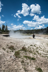 Bizon on geysers at scenic Yellowstone National Park at summer © Nick Starichenko
