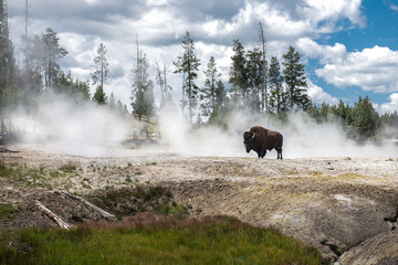 Bizon on geysers at scenic Yellowstone National Park at summer © Nick Starichenko