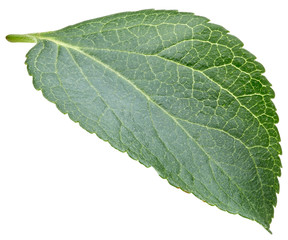 Plum leaves isolated
