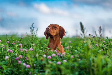 Hungarian magyar vizsla closeup.