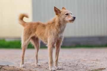 Portrait of a red stray dog close up.