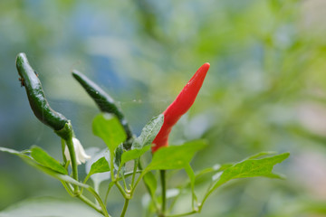 closeup chili tree  on nature background