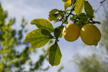 lemons on the tree