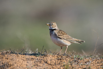 Calandra Lark (Melanocorypha calandra)