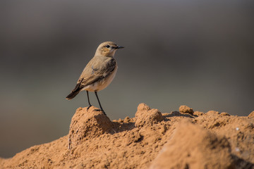 Isabelline Wheatear (Oenanthe isabellina)