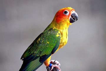sunconur bird with grey background