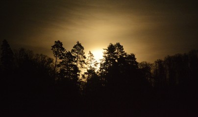 Fototapeta premium trees seen in the moonlight