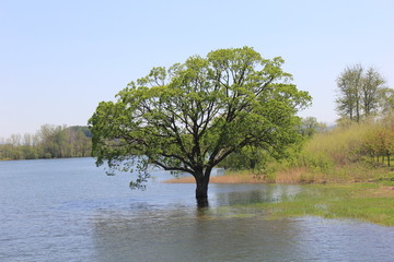 根本が水に浸かっている、樹形の良い木(青森県)