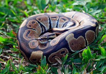 ball python in the garden