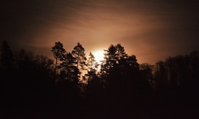 the moon rises after the trees