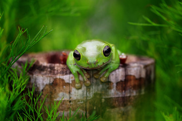 green tree frog, dumpy frog, papua green frog