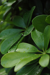 水滴が残る南国の植物