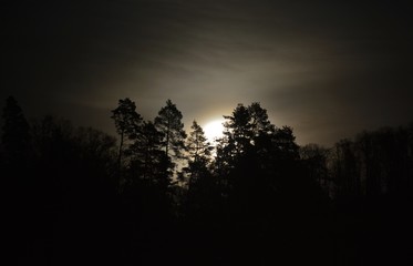 the moon rises after the trees