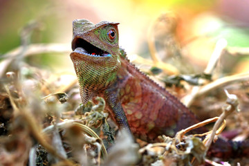 forest dragon on the branch of wood