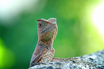 forest dragon on the branch of wood