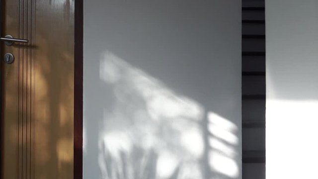 Shadow of leaf on the wall. Abstract shadow of palm leaf from early morning sunlight shining on wooden door and white wall interior,4k video.