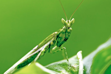 praying mantis