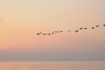 Fototapeta na wymiar Flock of Flamingoes Birds in Flight