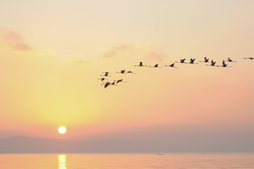 Plakat Flock of Flamingoes Birds in Flight