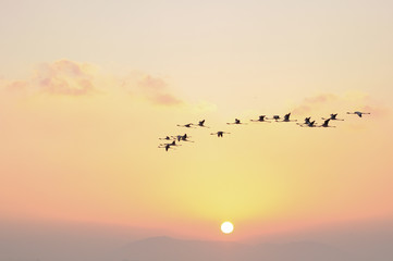 Flock of Flamingoes Birds in Flight