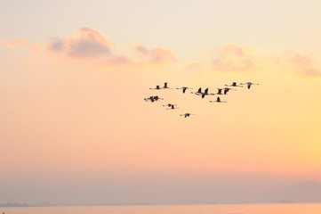 Flock of Flamingoes Birds in Flight