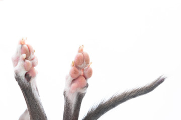 イタリアングレイハウンドの足と尻尾