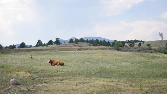 A single cow relaxing in a field in Colorado