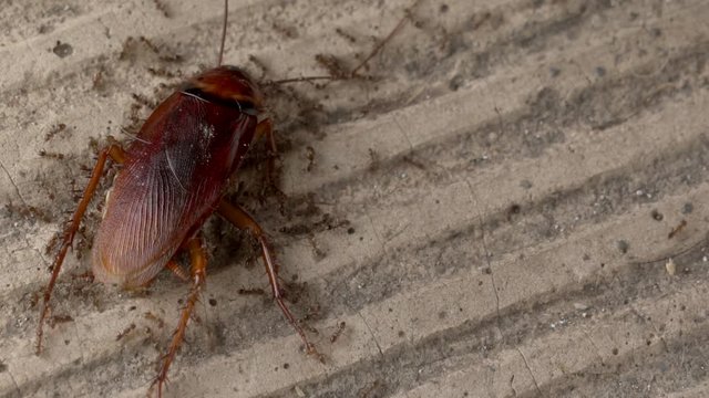 Dead cockroach being eaten by ants