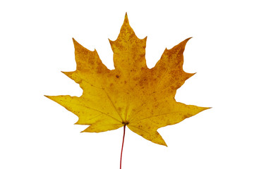 Autumn maple leaf isolated on white background
