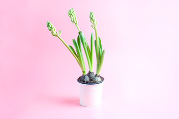 fresh flowers hyacinth in a metal pot on a pink background. hyacinth flowers in a metal pot on a pink background. creative layout