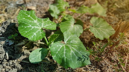Young watermelon or citrullus plant