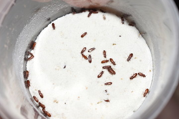 The food pest red flour beetle Tribolium castaneum in wheat flour