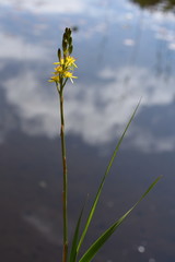 Bastard asphodel moorland plant Narthecium ossifragum with yellow flowers
